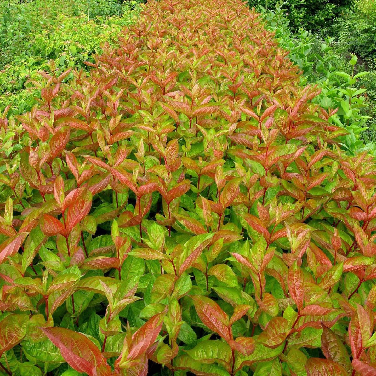 Weigela florida 'Wings of Fire'